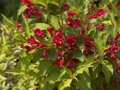 Weigela Red Prince Krzewuszka